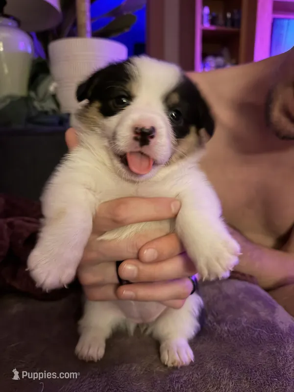 Dot – Pembroke Welsh Corgi puppy for sale in Wytheville, VA