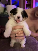 Dot, a female Pembroke Welsh Corgi for sale in Wytheville, VA – Photo 1 of 3