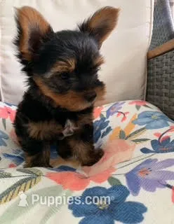 Male Black Collar Puppy – Yorkshire Terrier puppy for sale in Inverness, FL
