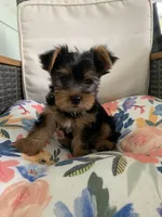 Male Green and Red Collar Puppy, a male Yorkshire Terrier for sale in Inverness, FL – 2 of 2