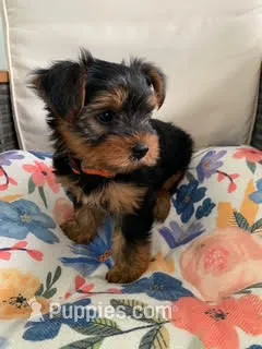 Orange collar Female Yorkie Pup – Yorkshire Terrier puppy for sale in Inverness, FL