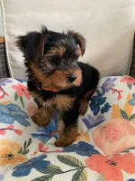 Orange collar Female Yorkie Pup, a female Yorkshire Terrier for sale in Inverness, FL – 1 of 1