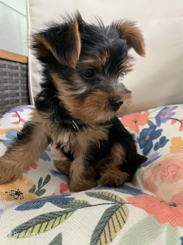 Male Black Collar Puppy – Yorkshire Terrier puppy for sale in Inverness, FL