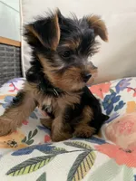 Male Green and Red Collar Puppy, a male Yorkshire Terrier for sale in Inverness, FL – 1 of 2