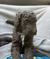 Reese, a female Aussiedoodle for sale in Mobile, AL – 7 of 10