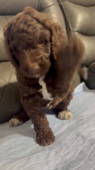 Reese, a female Aussiedoodle for sale in Mobile, AL – 9 of 10