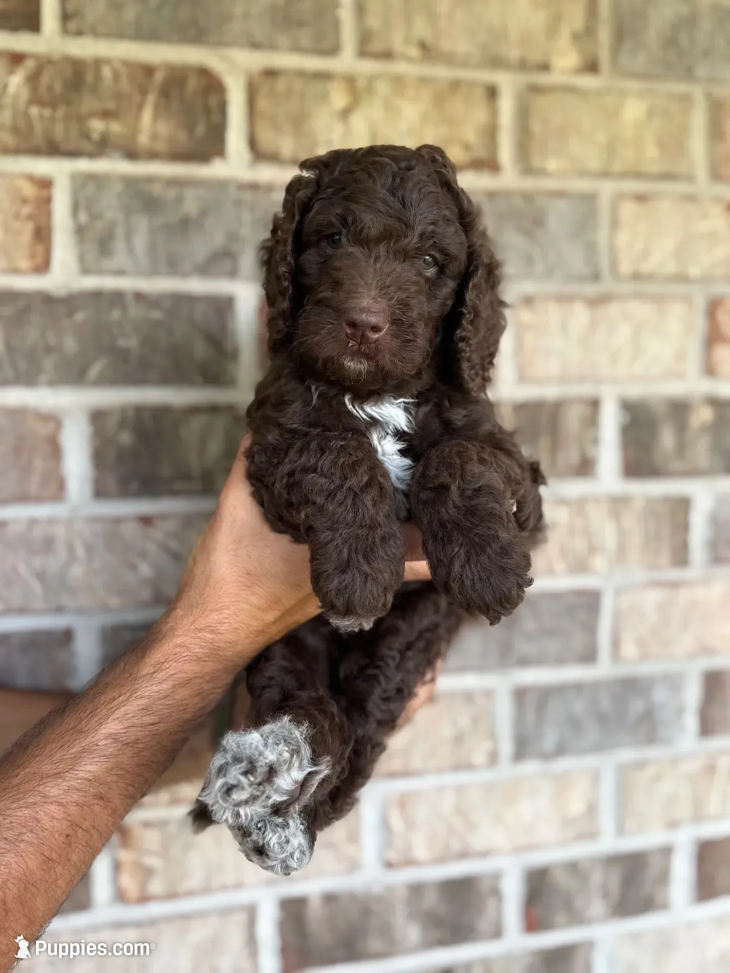 Reese, a female Aussiedoodle for sale in Mobile, AL – 1 of 10