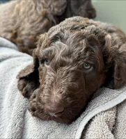 Rolo, a male Aussiedoodle for sale in Mobile, AL – 6 of 8