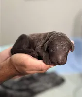 Rolo, a male Aussiedoodle for sale in Mobile, AL – 8 of 8