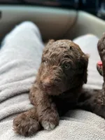 Reese, a female Aussiedoodle for sale in Mobile, AL – 5 of 10