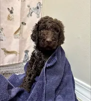 Rolo, a male Aussiedoodle for sale in Mobile, AL – 4 of 8
