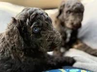 Rolo, a male Aussiedoodle for sale in Mobile, AL – 5 of 8