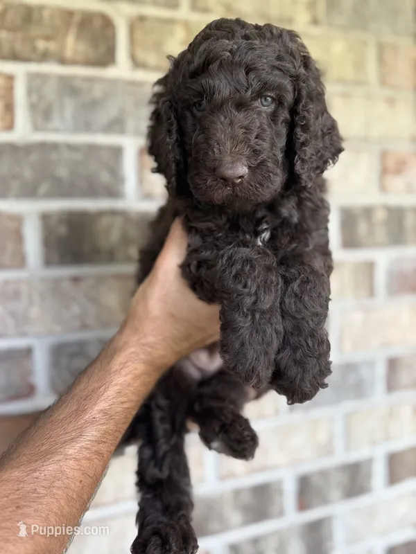 Rolo – Aussiedoodle puppy for sale in Mobile, AL
