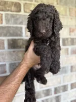 Rolo, a male Aussiedoodle for sale in Mobile, AL – 1 of 8