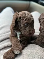 Reese, a female Aussiedoodle for sale in Mobile, AL – 6 of 10