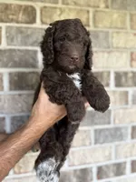 Reese, a female Aussiedoodle for sale in Mobile, AL – 3 of 10