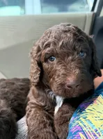 Reese, a female Aussiedoodle for sale in Mobile, AL – 4 of 10