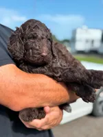 Rolo, a male Aussiedoodle for sale in Mobile, AL – 3 of 8
