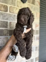 Reese, a female Aussiedoodle for sale in Mobile, AL – 2 of 10