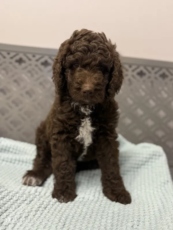 Reese – Aussiedoodle puppy for sale in Mobile, AL