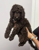 Rolo, a male Aussiedoodle for sale in Irvington, AL – 2 of 10
