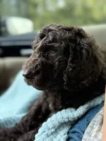 Rolo, a male Aussiedoodle for sale in Irvington, AL – 1 of 10