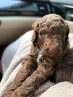 Reese, a female Aussiedoodle for sale in Mobile, AL – 8 of 10