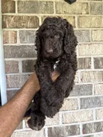 Rolo, a male Aussiedoodle for sale in Mobile, AL – 2 of 8