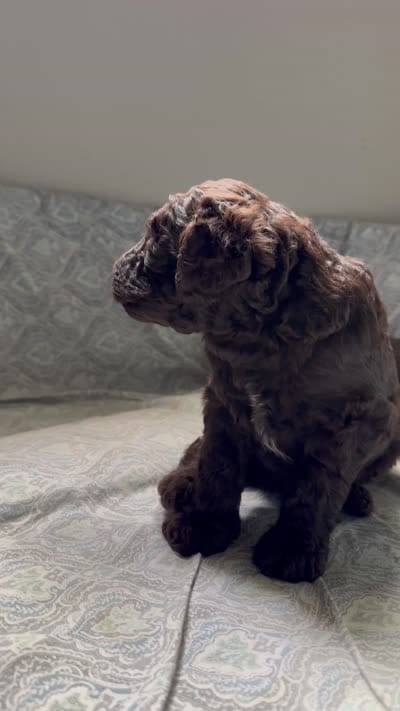 Rolo, a male Aussiedoodle for sale in Mobile, AL – 7 of 8