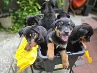 Puppy1, a male Rottweiler for sale in Thonotosassa, FL – 3 of 6