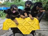 Puppy1, a male Rottweiler for sale in Thonotosassa, FL – 4 of 6