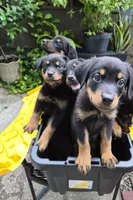 Puppy1, a male Rottweiler for sale in Thonotosassa, FL – 6 of 6