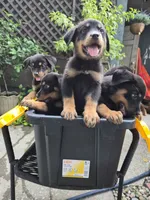 Puppy1, a male Rottweiler for sale in Thonotosassa, FL – 5 of 6