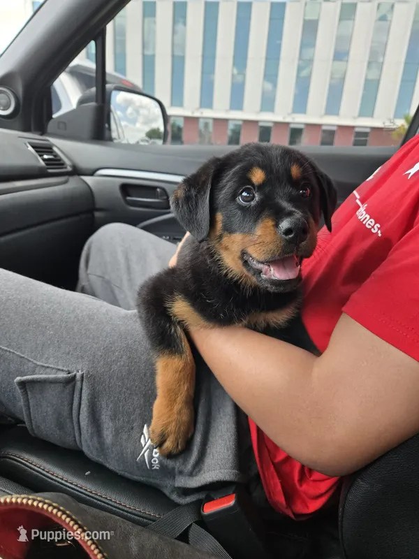 Puppy1 – Rottweiler puppy for sale in Thonotosassa, FL