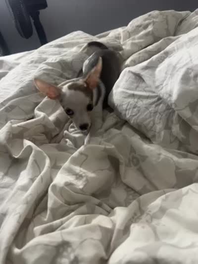 Patches, a female Chihuahua for sale in Minneapolis, MN – 4 of 4