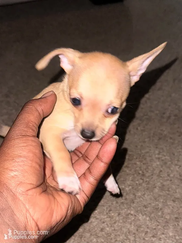 Princess Jazmine – Chihuahua puppy for sale in Minneapolis, MN