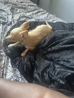 Prince charming, a male Chihuahua for sale in Minneapolis, MN – 1 of 5