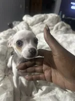 Patches, a female Chihuahua for sale in Minneapolis, MN – 2 of 4