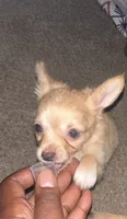Prince charming, a male Chihuahua for sale in Minneapolis, MN – 1 of 3