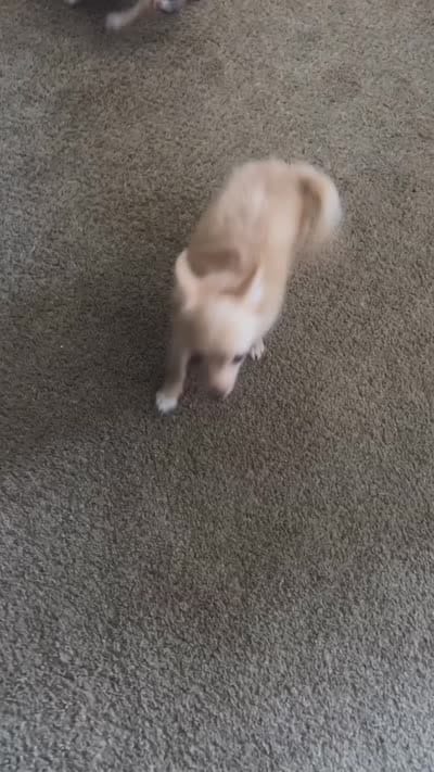 Prince charming, a male Chihuahua for sale in Minneapolis, MN – 4 of 5