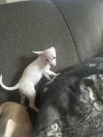 Snow white, a female Chihuahua for sale in Minneapolis, MN – 2 of 2