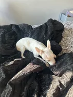 Snow white, a female Chihuahua for sale in Minneapolis, MN – 2 of 3