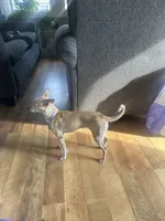 Khaleesi, a female Chihuahua for sale in Minneapolis, MN – 2 of 2