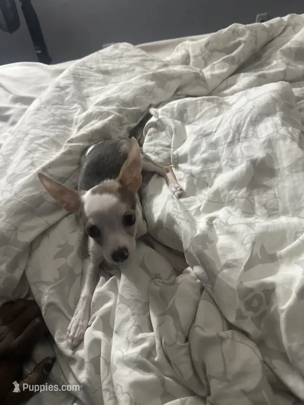 Patches – Chihuahua puppy for sale in Minneapolis, MN