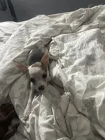 Patches, a female Chihuahua for sale in Minneapolis, MN – 1 of 4