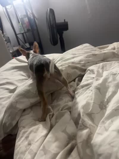Patches, a female Chihuahua for sale in Minneapolis, MN – 3 of 4