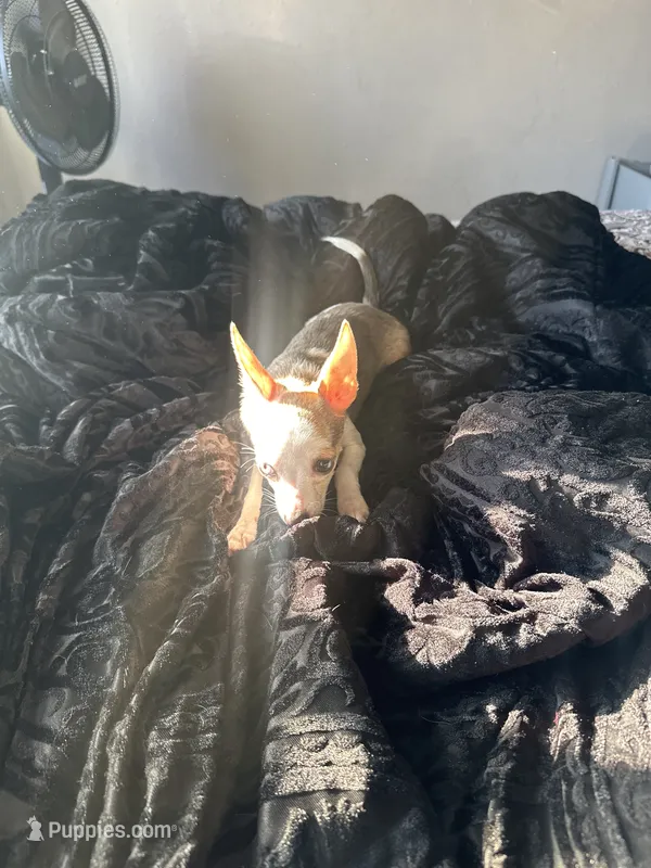 Patches – Chihuahua puppy for sale in Minneapolis, MN