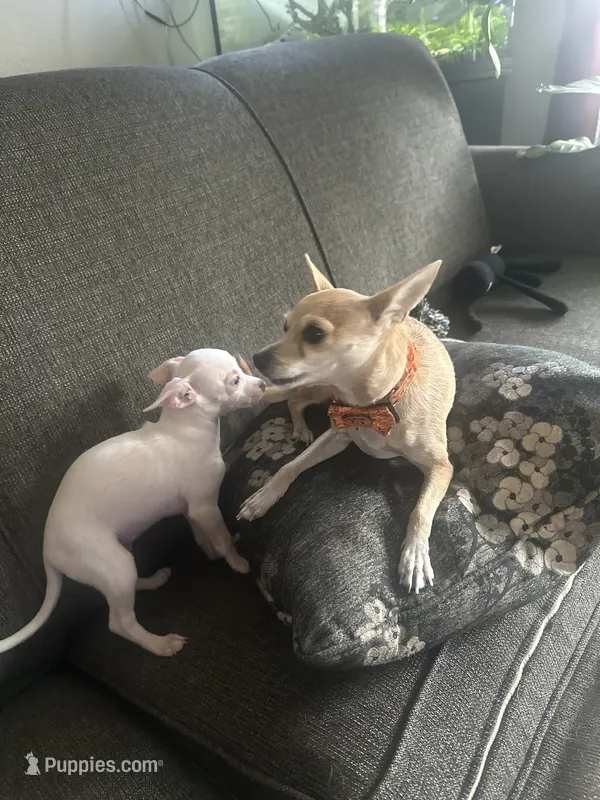 Snow white – Chihuahua puppy for sale in Minneapolis, MN