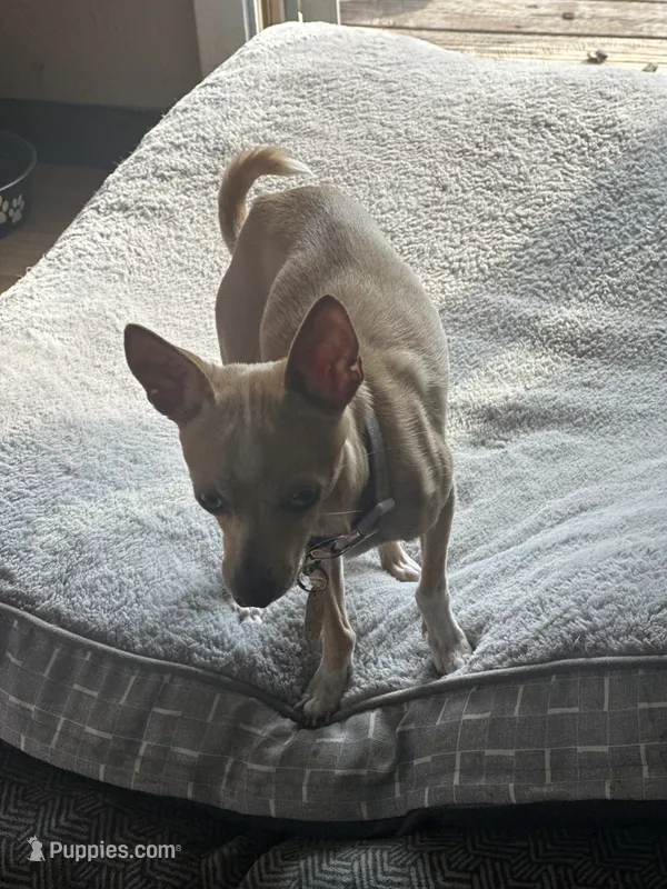 Khaleesi, a female Chihuahua for sale in Minneapolis, MN – 1 of 2