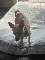 Khaleesi, a female Chihuahua for sale in Minneapolis, MN – 1 of 2